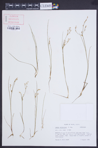 Juncus pelocarpus image