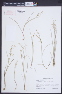 Juncus pelocarpus image