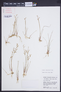 Juncus pelocarpus image