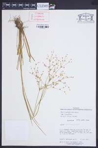 Juncus diffusissimus image