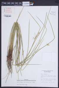 Juncus effusus var. solutus image