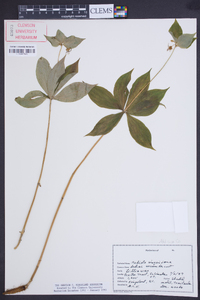 Medeola virginiana image