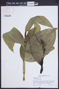 Veratrum viride image