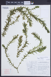 Elodea densa image