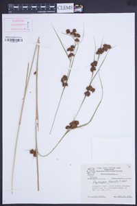 Rhynchospora glomerata image