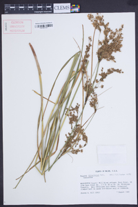 Scirpus atrocinctus image