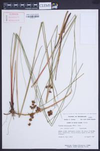 Cladium mariscoides image