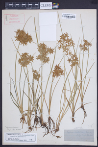 Cyperus dentatus image