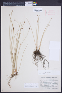 Eleocharis erythropoda image