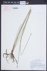 Eleocharis macrostachya image