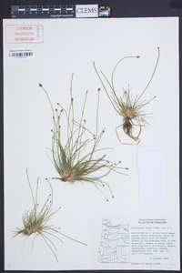 Eleocharis ovata image