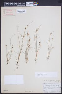 Fimbristylis annua image