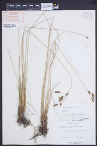 Fimbristylis castanea image