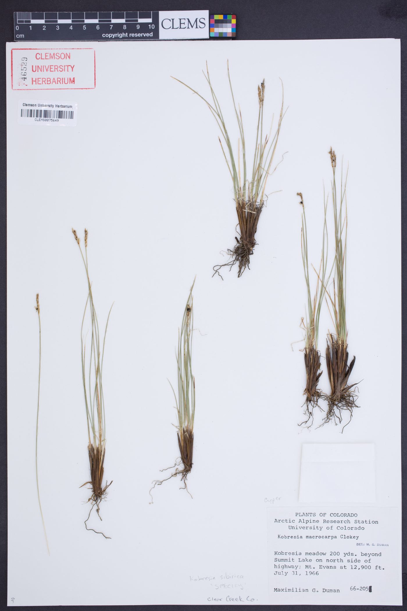 Carex borealipolaris image