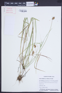 Carex bebbii image