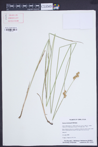 Carex bicknellii image