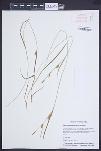 Carex conoidea image