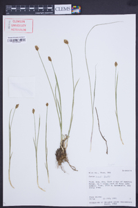 Carex hoodii image