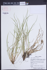 Carex jamesii image