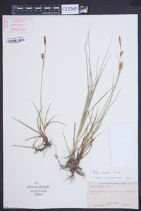 Carex meadii image