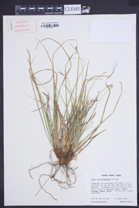 Carex nigromarginata image