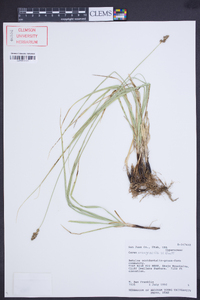 Carex praegracilis image