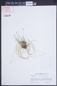 Carex albicans var. emmonsii image