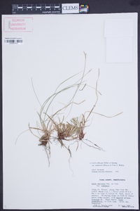 Carex albicans var. emmonsii image