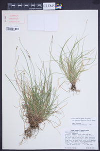 Carex albicans var. emmonsii image