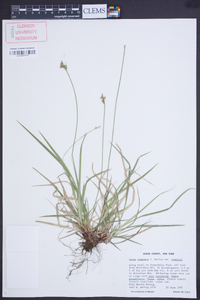 Carex communis var. communis image