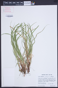 Carex communis var. communis image