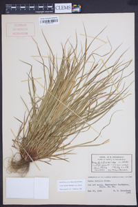 Carex debilis var. debilis image