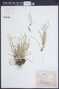 Carex deweyana image