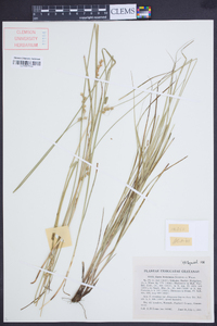 Carex festucacea image