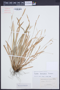 Carex laxiculmis image