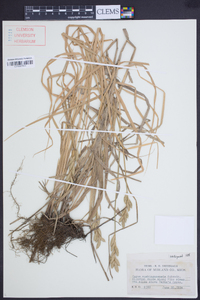 Carex muskingumensis image