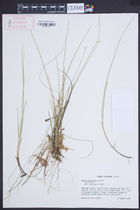 Carex pauciflora image