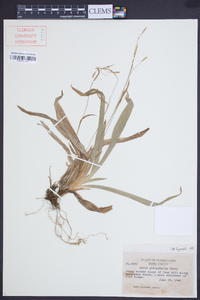 Carex platyphylla image