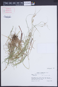 Carex swanii image