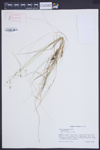 Carex trisperma image