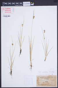 Carex viridula image