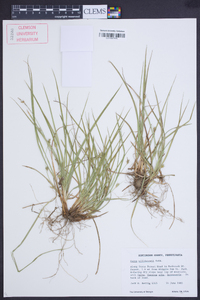 Carex willdenowii image