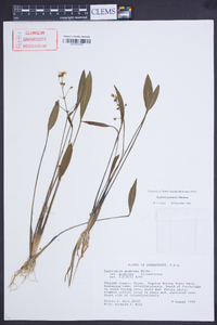 Sagittaria graminea image