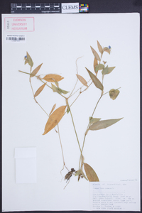 Commelina communis image