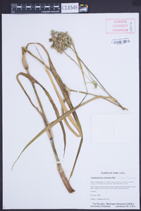 Tradescantia ohiensis image