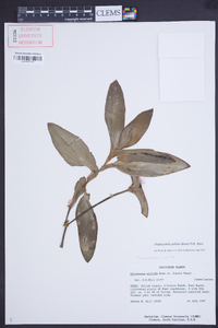 Tradescantia pallida image