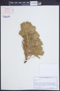 Pinus flexilis image