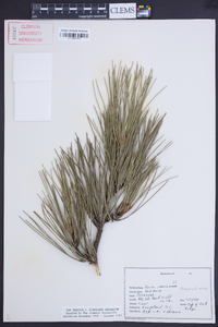 Pinus resinosa image