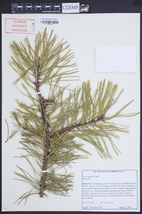 Pinus rigida image