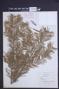 Abies concolor image